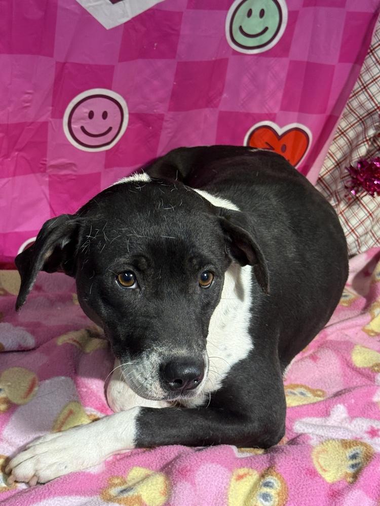 Louise, a Adoptable mixed breed in Opelousas, LA image 2/3