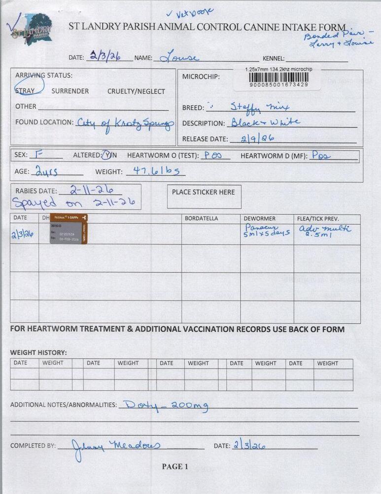 Louise, a Adoptable mixed breed in Opelousas, LA image 3/3