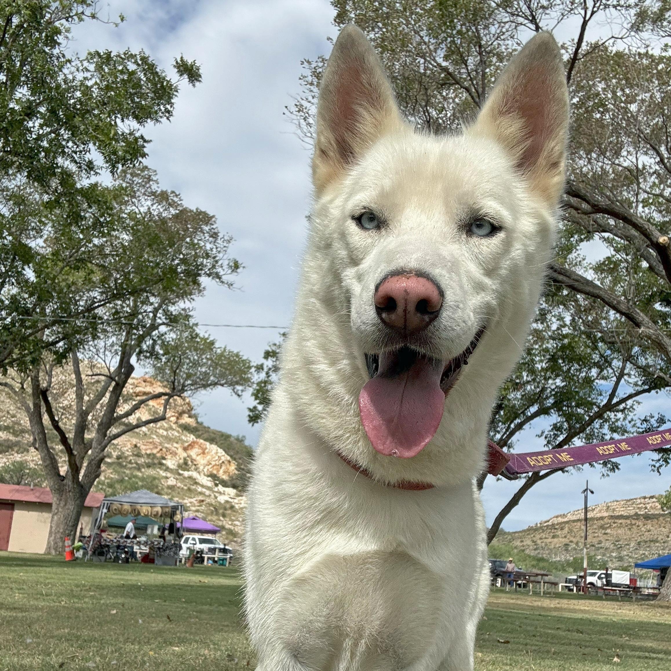 Enlarge Phobos, an adopted mixed breed in Marathon, TX image 2/6