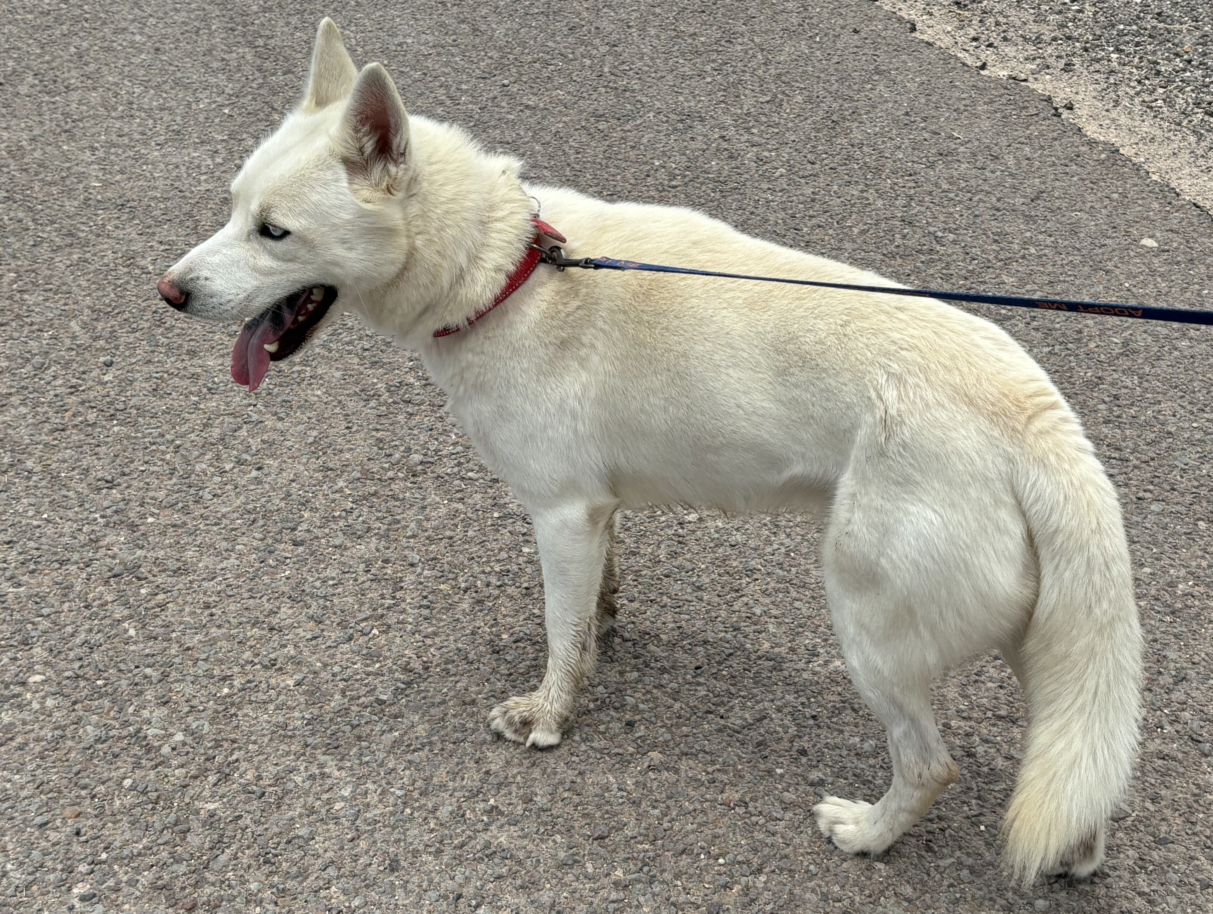 Enlarge Phobos, an adopted mixed breed in Marathon, TX image 6/6