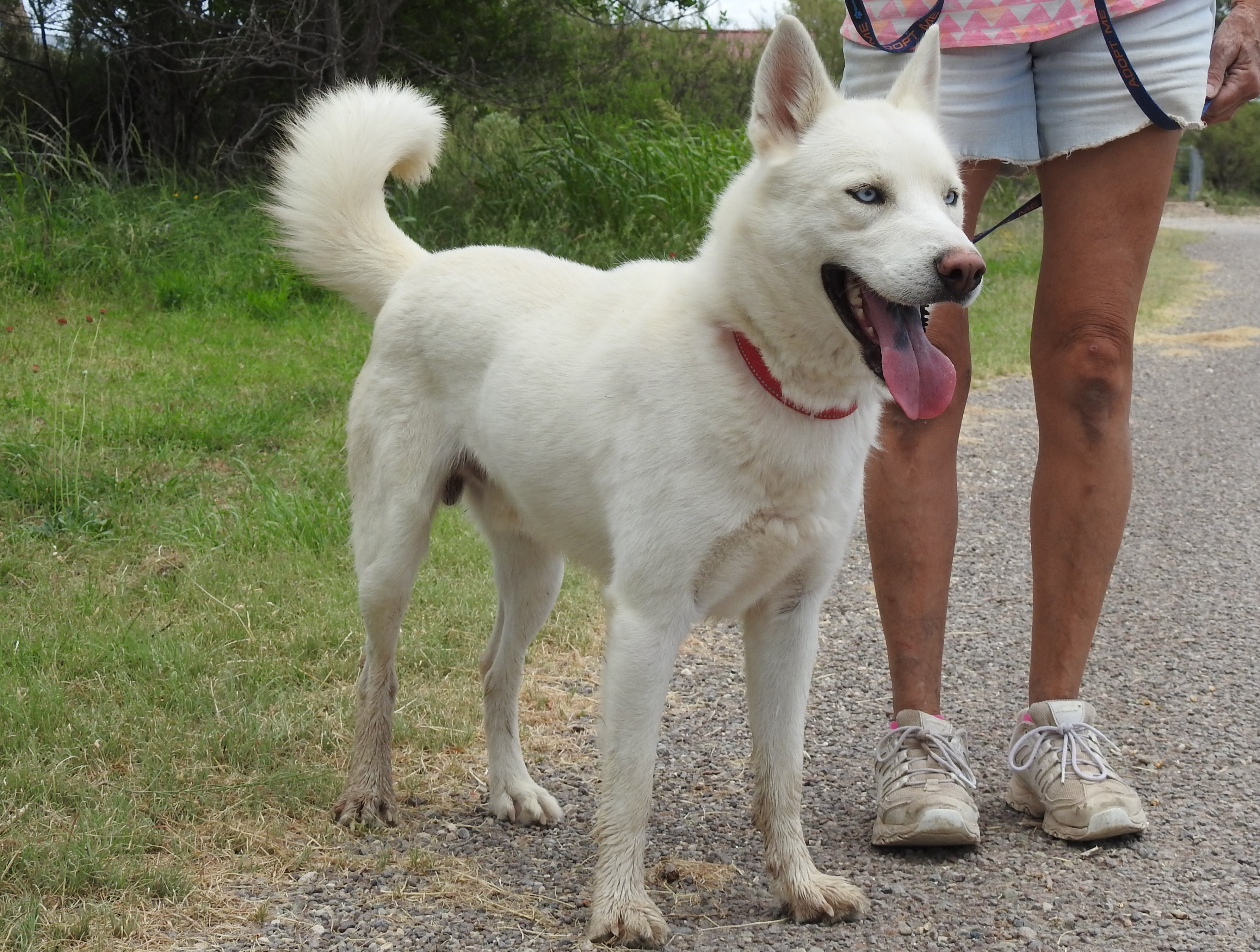 Enlarge Phobos, an adopted mixed breed in Marathon, TX image 3/6