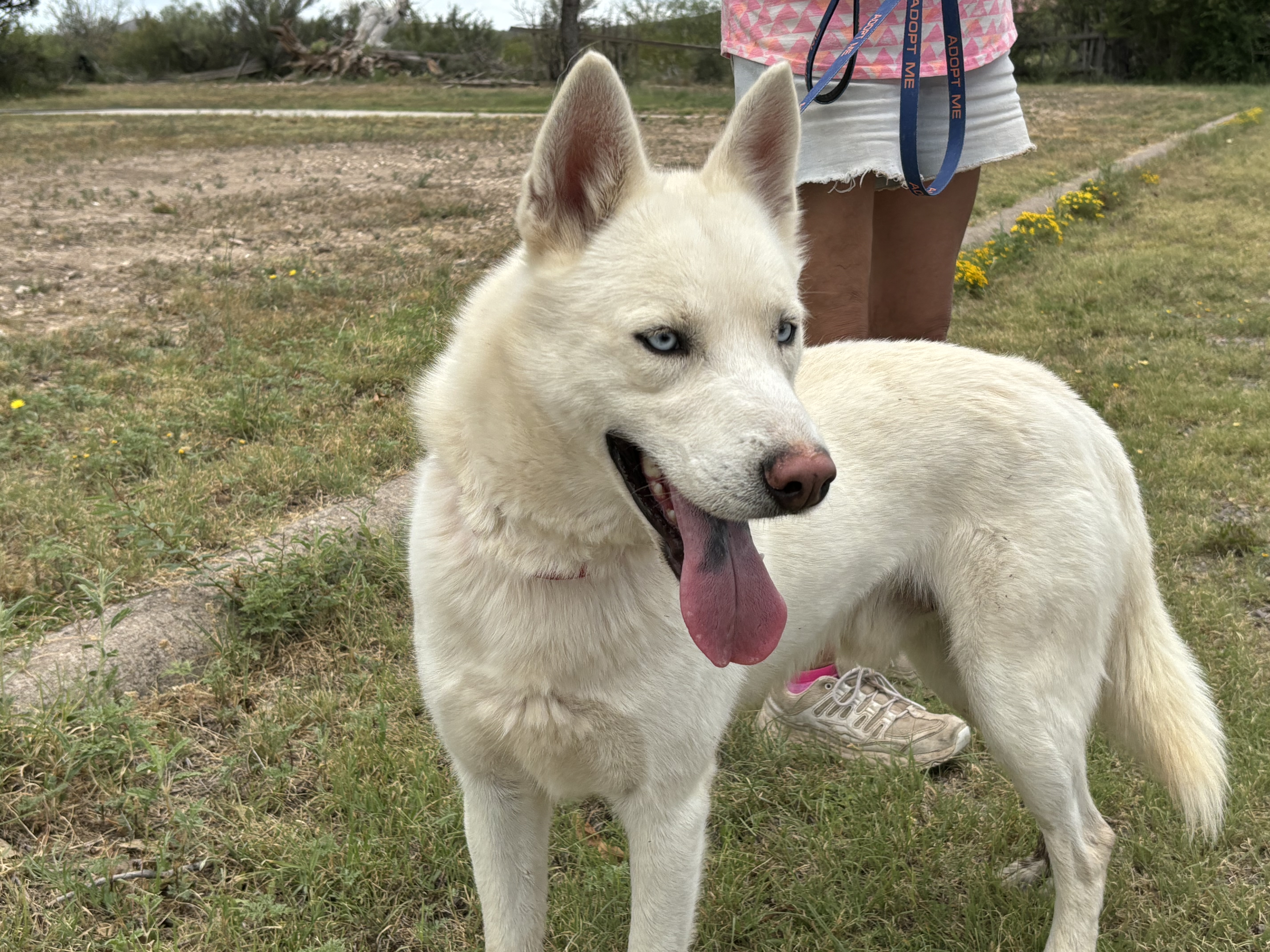 Enlarge Phobos, an adopted mixed breed in Marathon, TX image 4/6