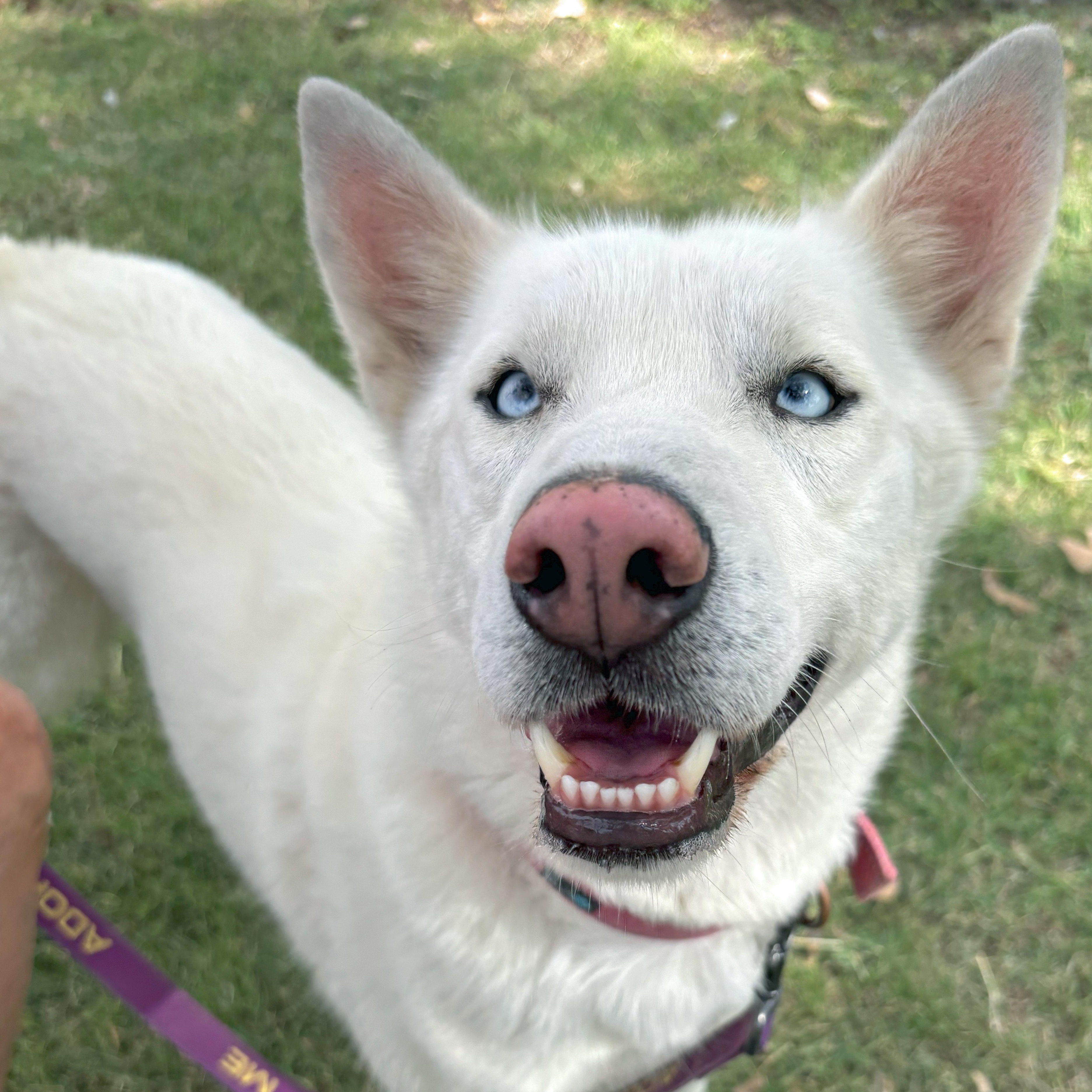 Enlarge Phobos, an adopted mixed breed in Marathon, TX image 1/6