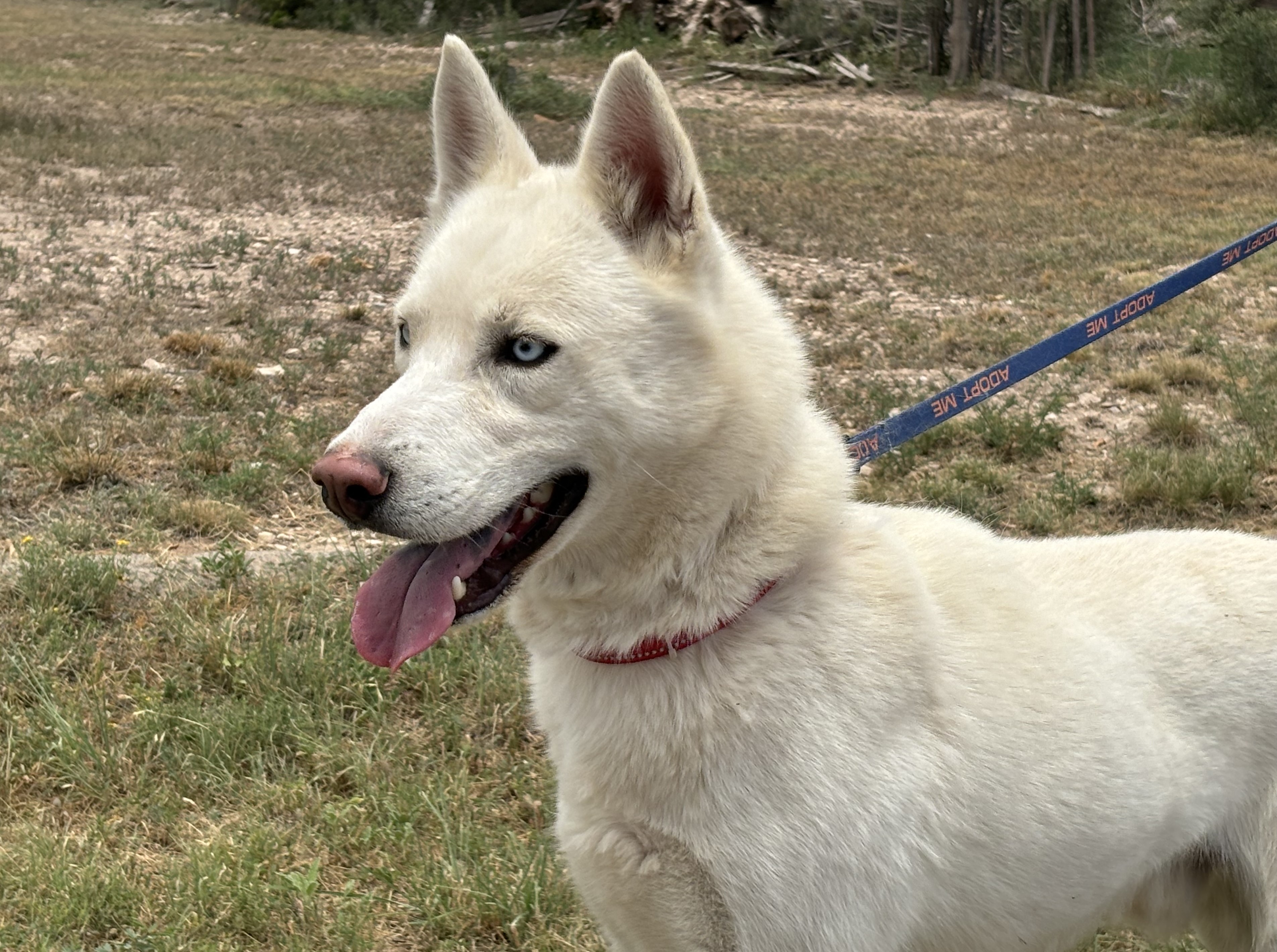 Enlarge Phobos, an adopted mixed breed in Marathon, TX image 5/6