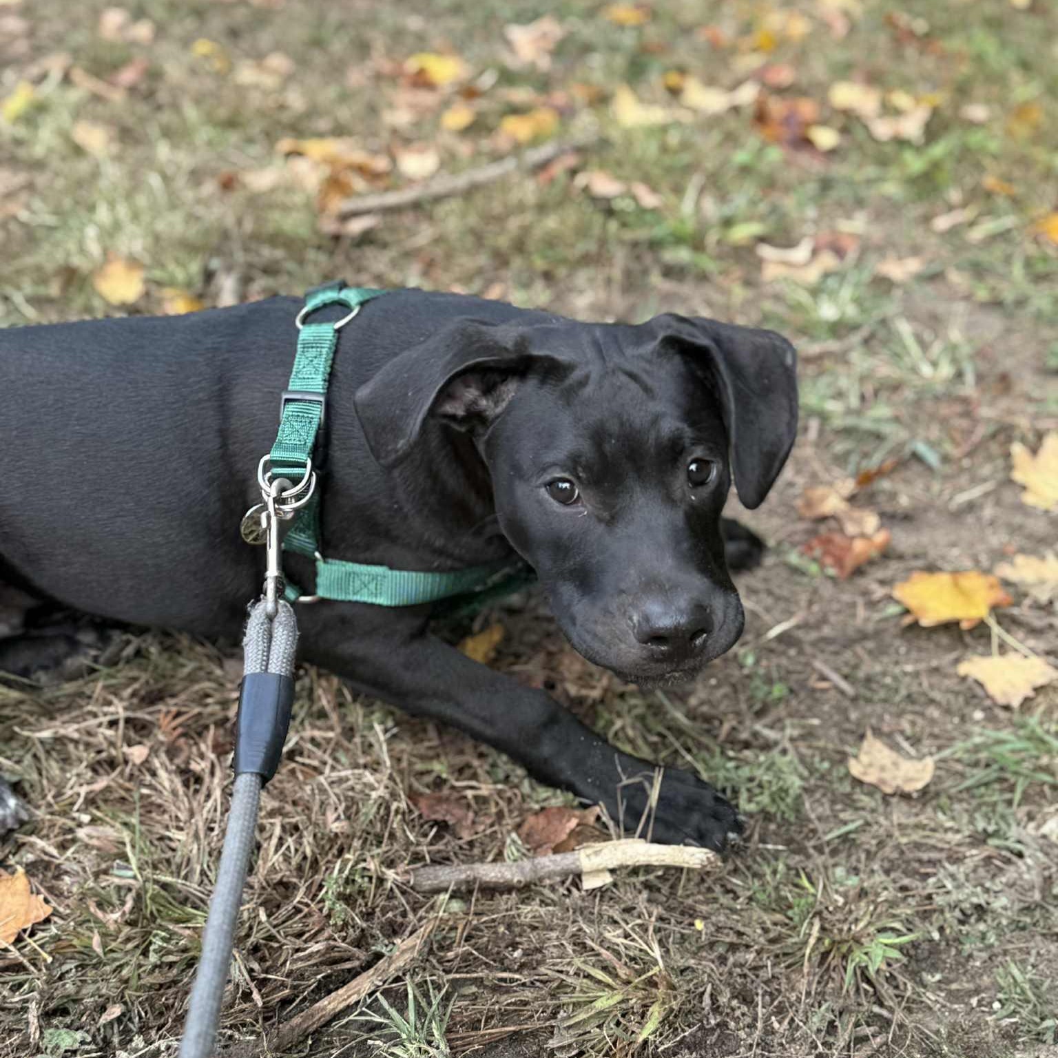 WASHBURN, a Adoptable mixed breed in Evansville, WI image 2/3
