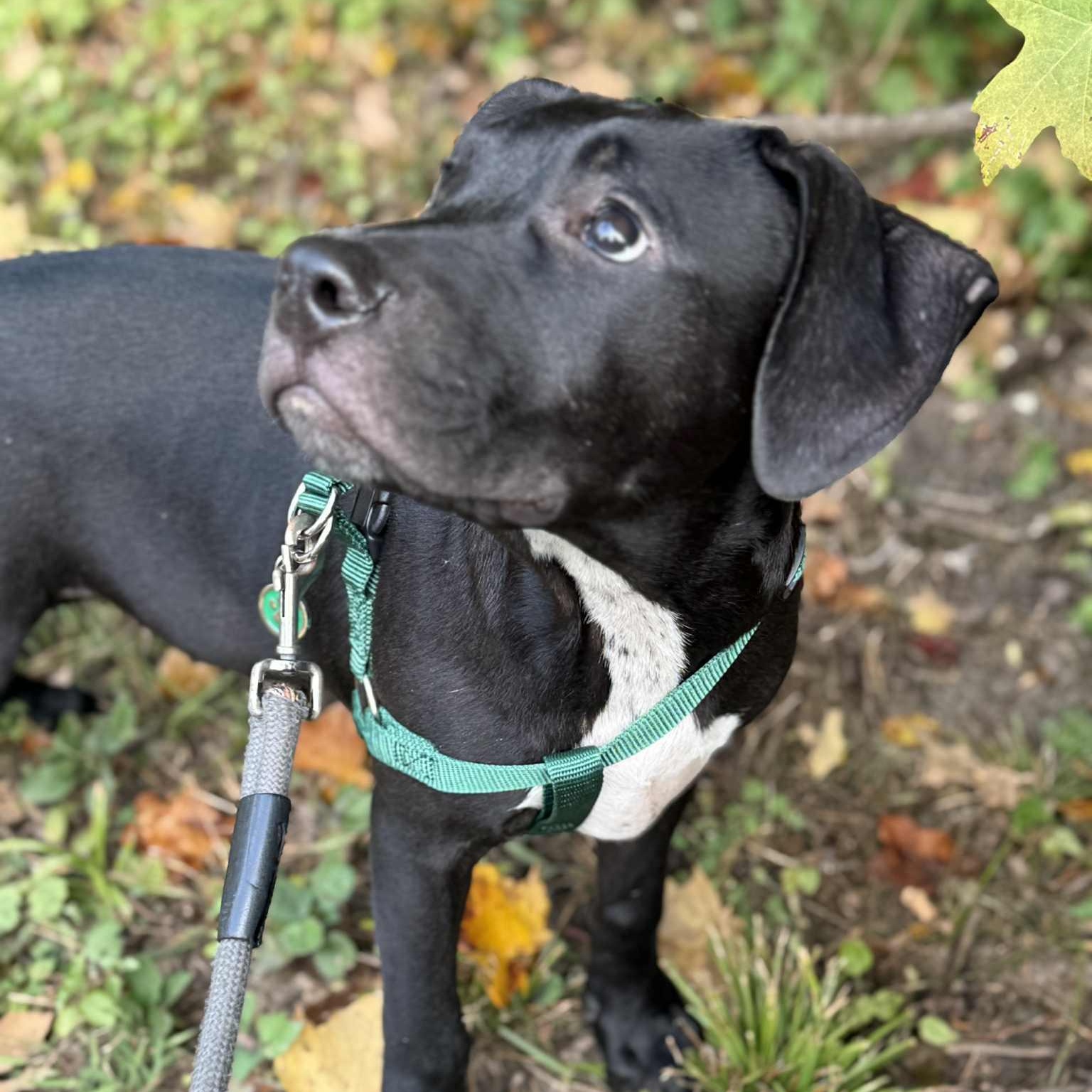WASHBURN, a Adoptable mixed breed in Evansville, WI image 3/3