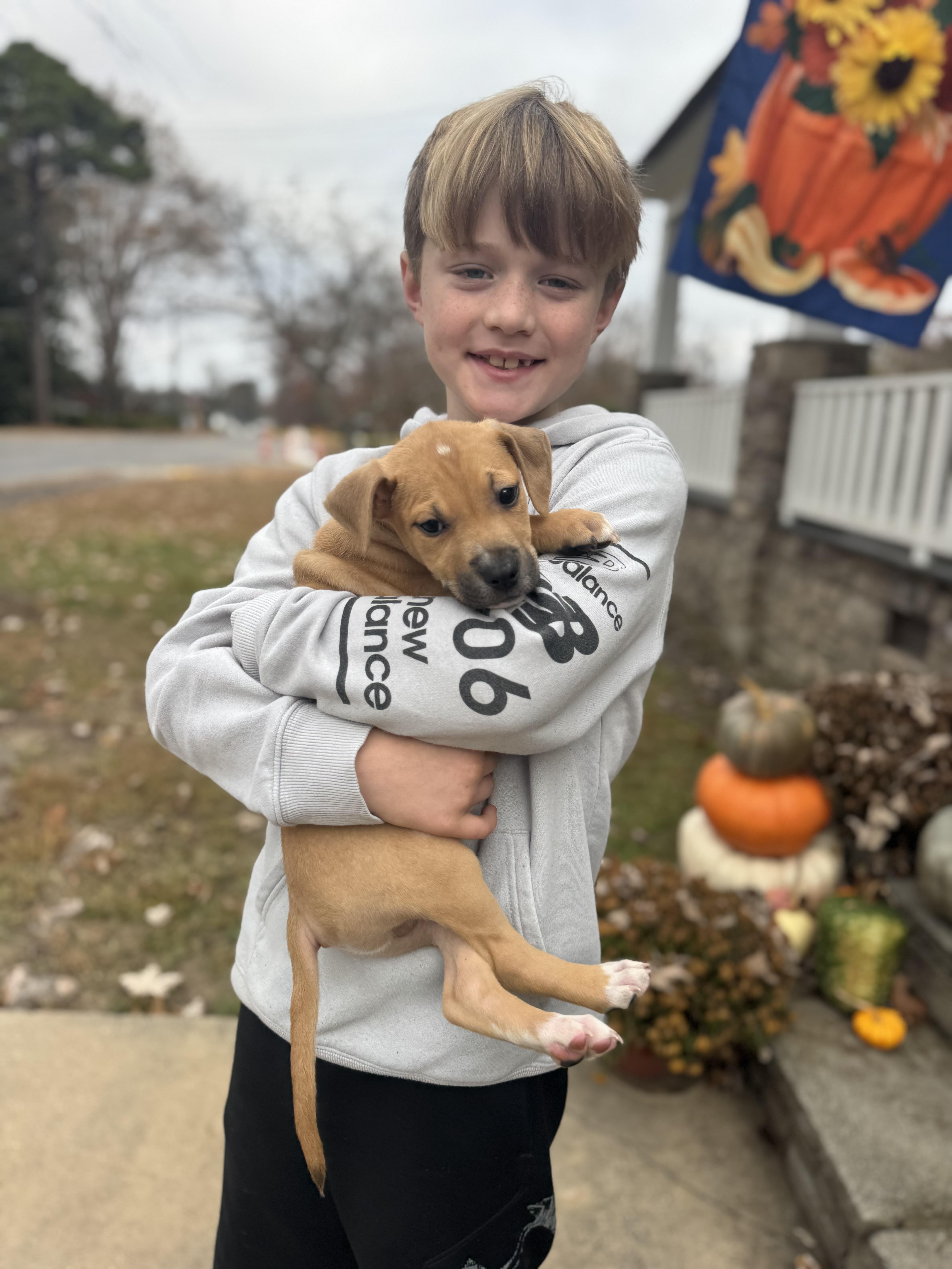 Mini Bob, Adoptable, Puppy Male Labrador Retriever.