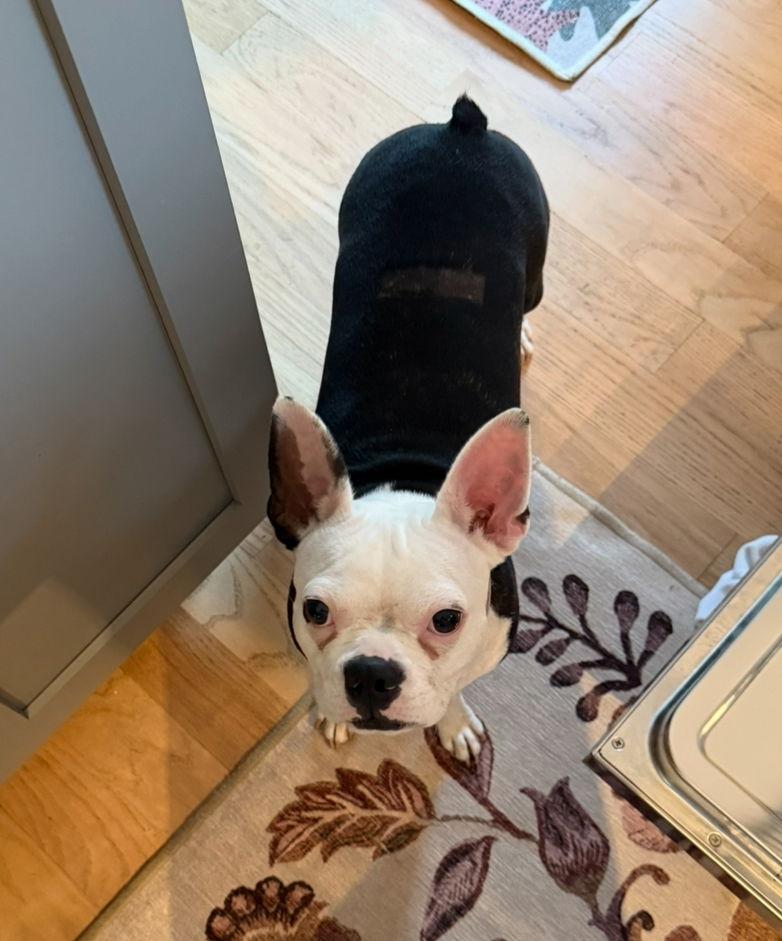 Enlarge Luna, a Adoptable Boston Terrier in Monticello, NY image 1/3