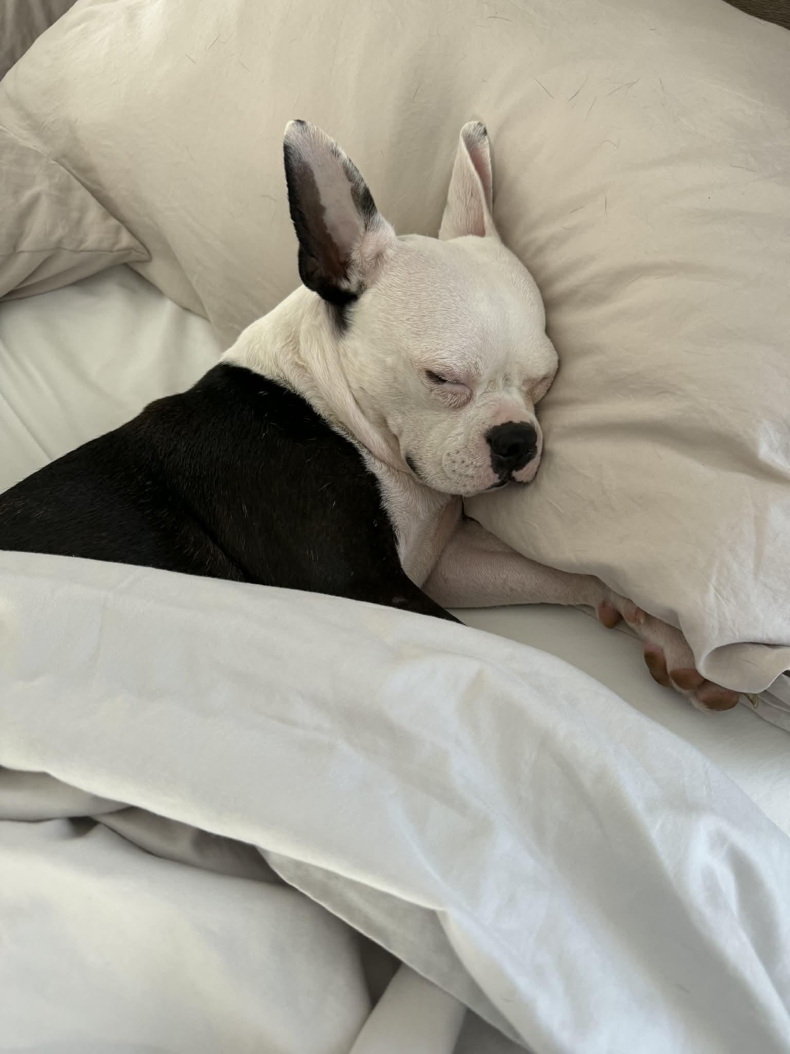 Enlarge Luna, a Adoptable Boston Terrier in Monticello, NY image 2/3