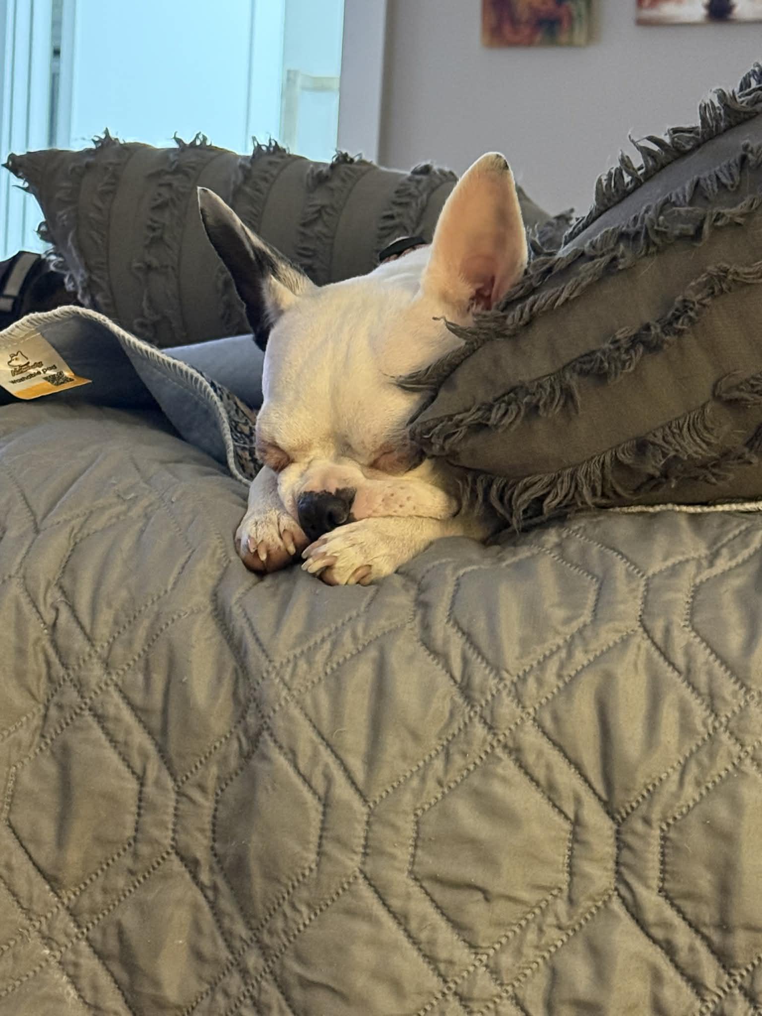 Enlarge Luna, a Adoptable Boston Terrier in Monticello, NY image 3/3