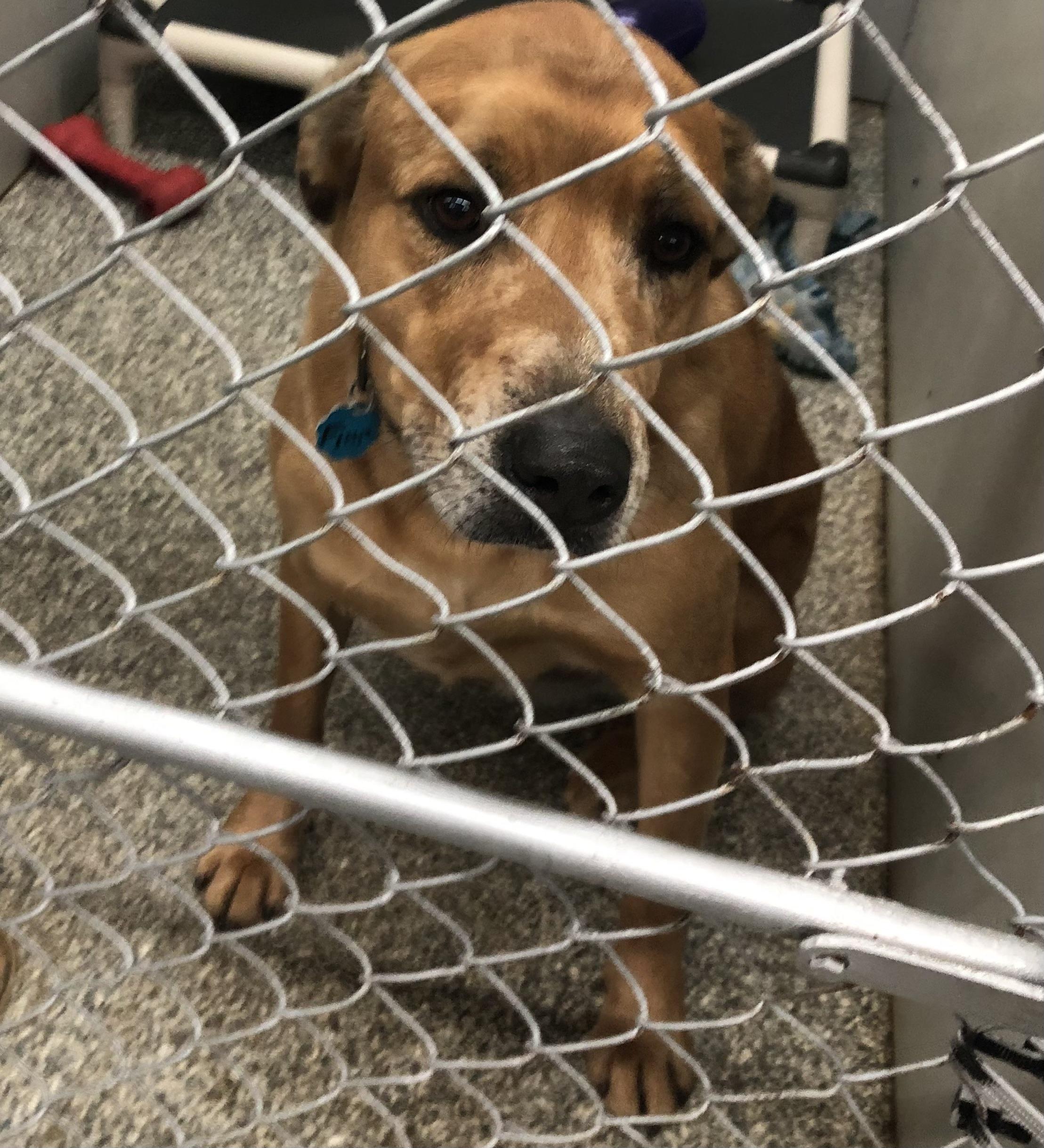 Finnegan, adoptable, Adult Male Labrador Retriever.