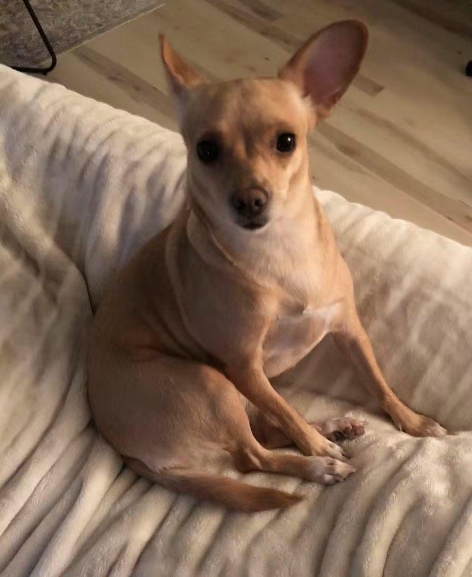 Birdie, Adoptable, Adult Female Chihuahua.