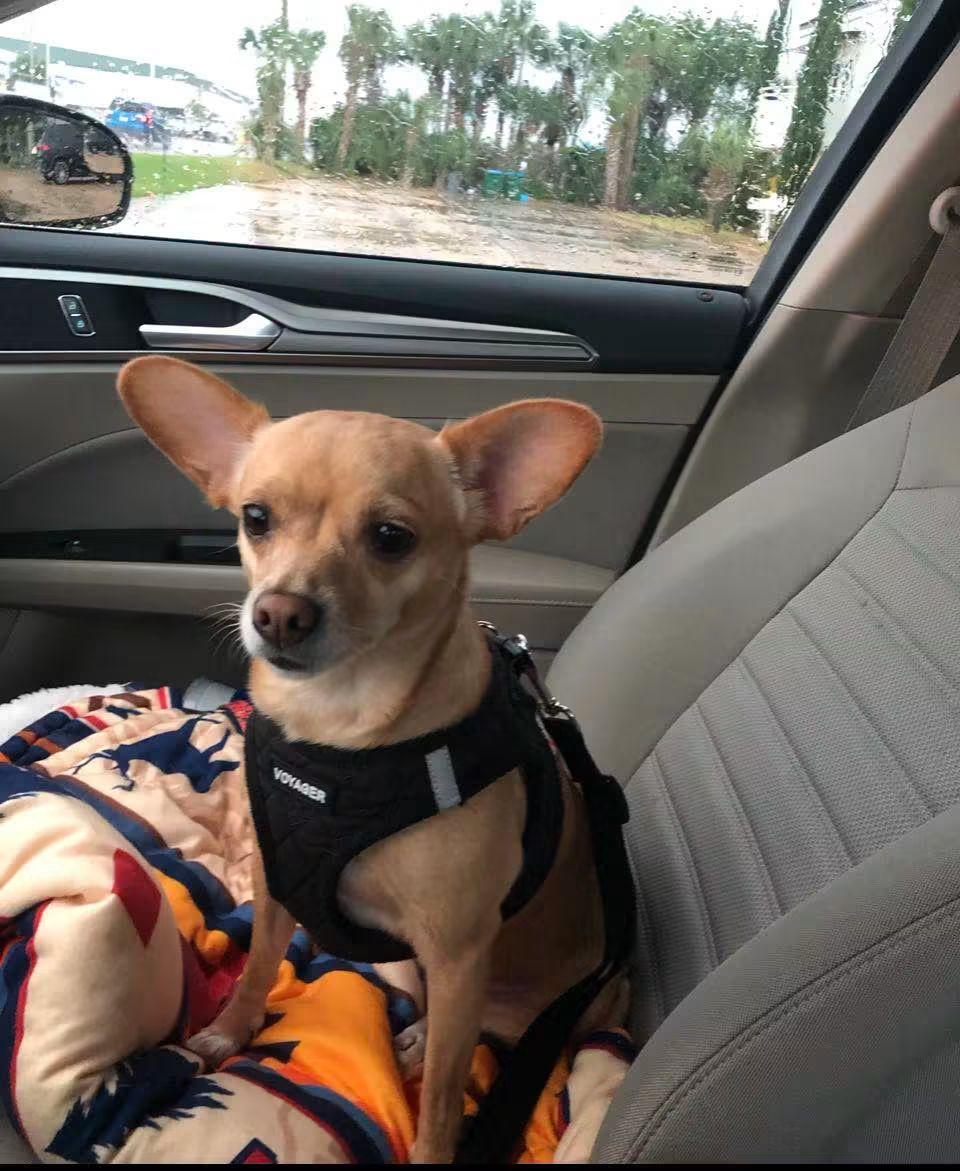 Enlarge Birdie, a Adoptable Chihuahua in Panama City, FL image 2/3