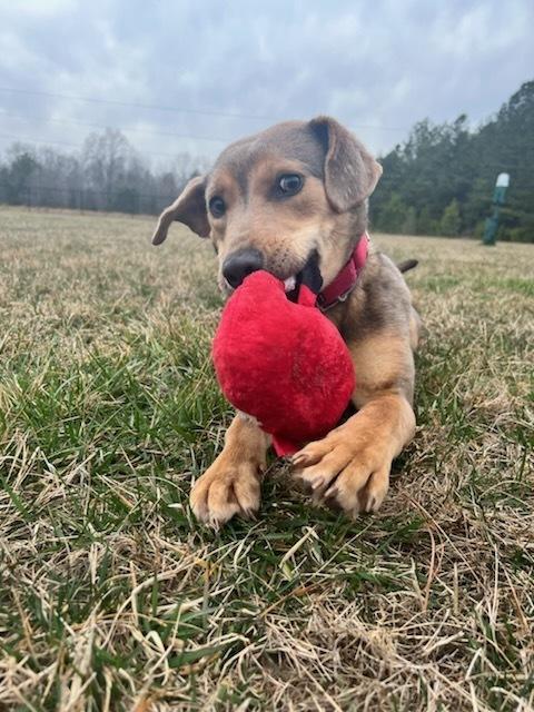 Enlarge Vie, a Adoptable mixed breed in Washington, DC image 1/5