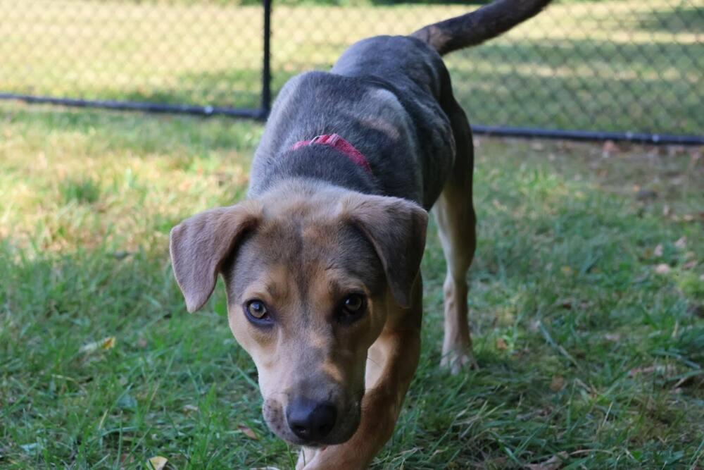Enlarge Vie, a Adoptable mixed breed in Washington, DC image 2/5