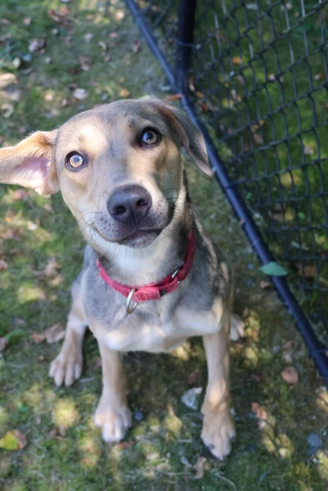 Enlarge Vie, a Adoptable mixed breed in Washington, DC image 3/5