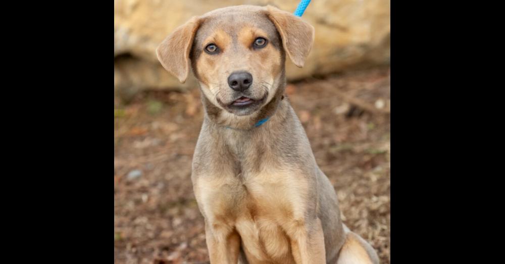 Enlarge Vie, a Adoptable mixed breed in Washington, DC image 4/5