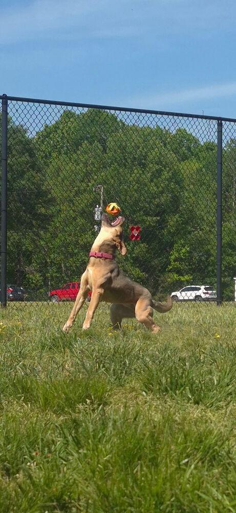 Enlarge Vie, a Adoptable mixed breed in Washington, DC image 5/5