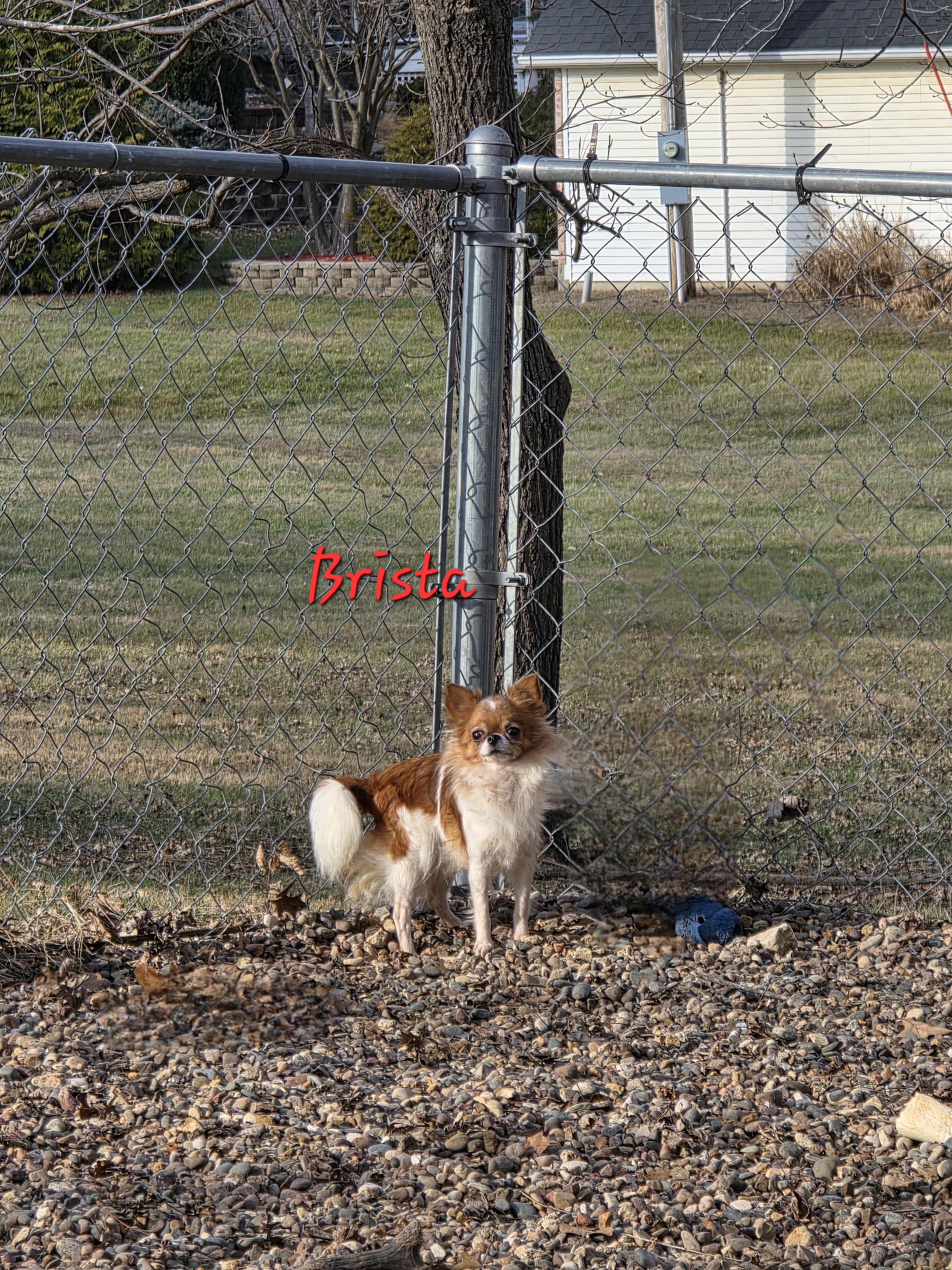 Enlarge Brissa, an adopted Chihuahua in Wever, IA image 4/4