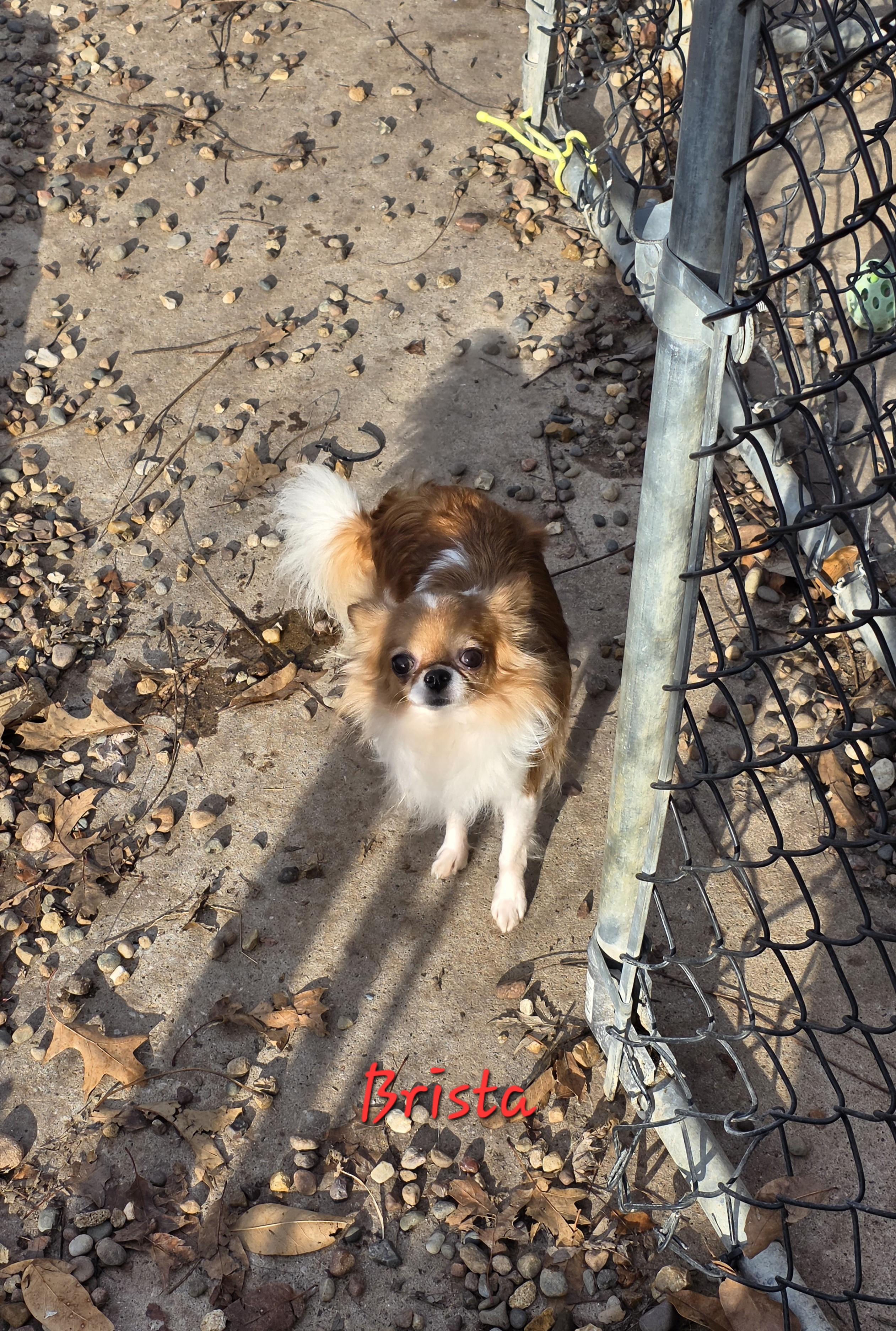 Enlarge Brissa, an adopted Chihuahua in Wever, IA image 2/4