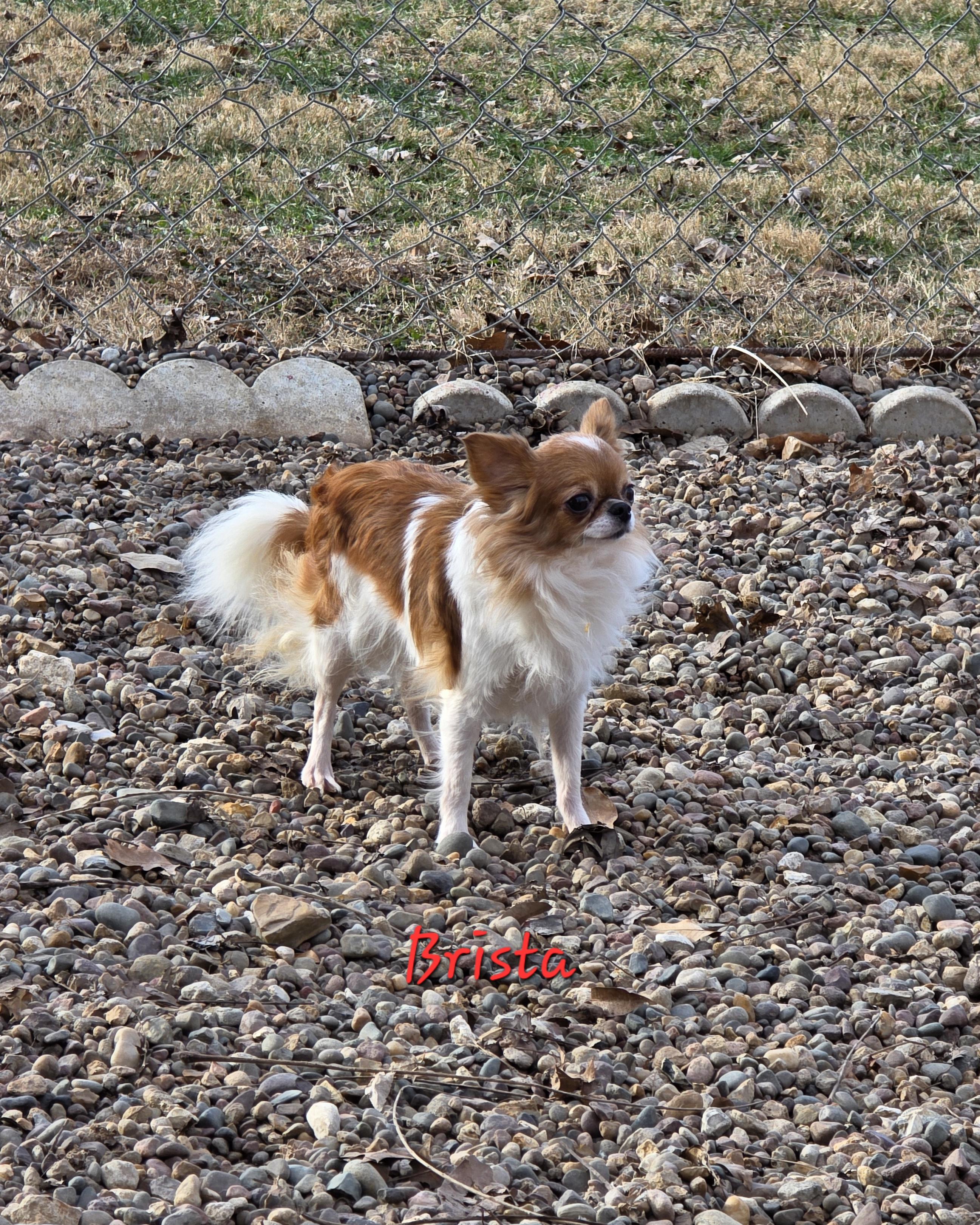 Enlarge Brissa, an adopted Chihuahua in Wever, IA image 3/4