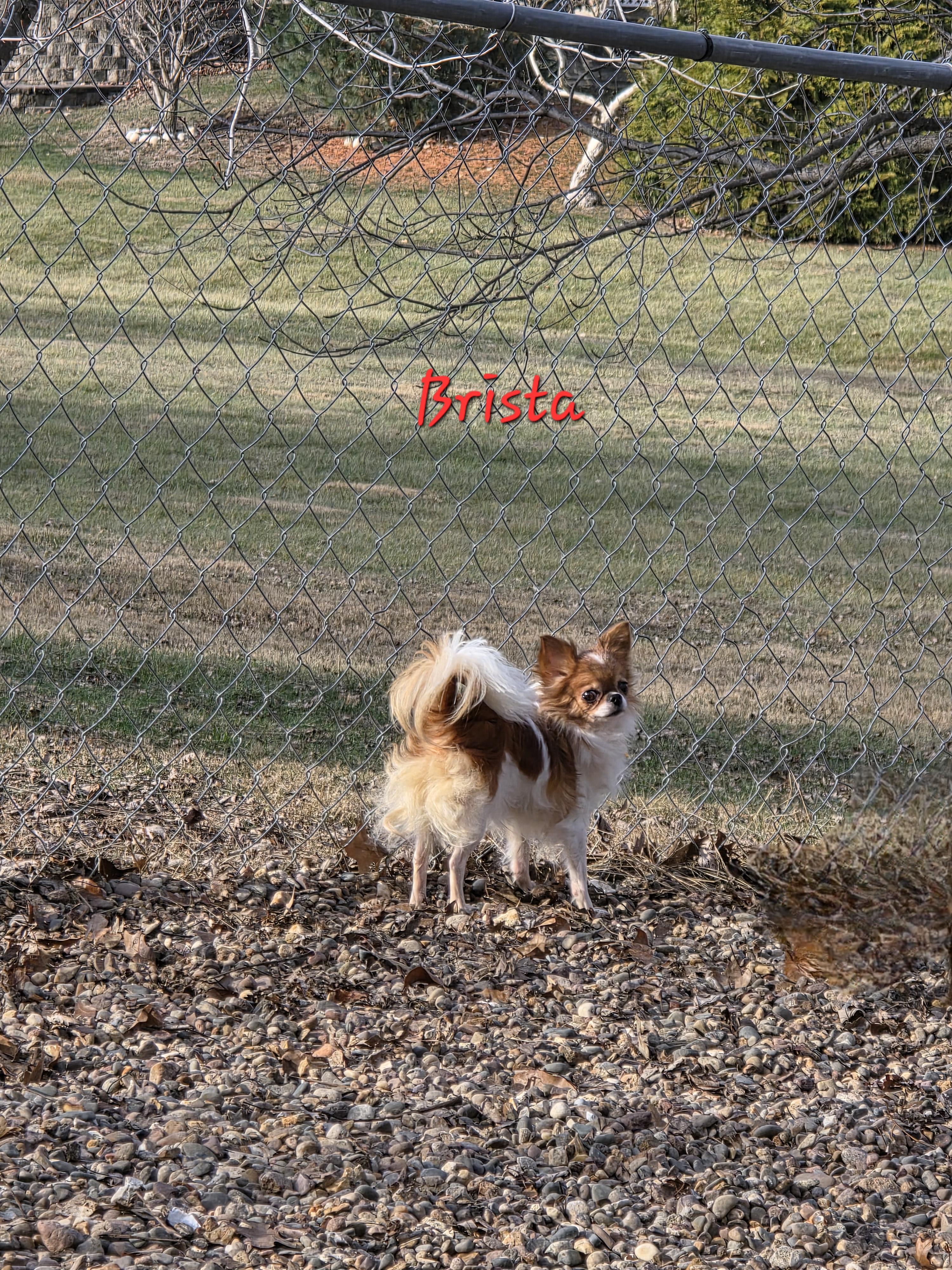 Enlarge Brissa, an adopted Chihuahua in Wever, IA image 1/4