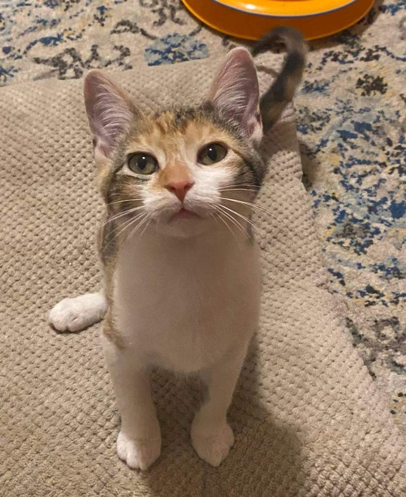 Martini, Adopted, Kitten Female Domestic Short Hair.