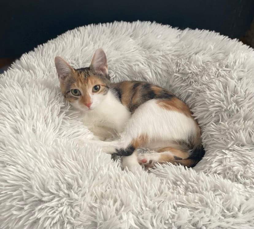 Enlarge Martini, a Adopted Domestic Short Hair in Heath, OH image 2/3