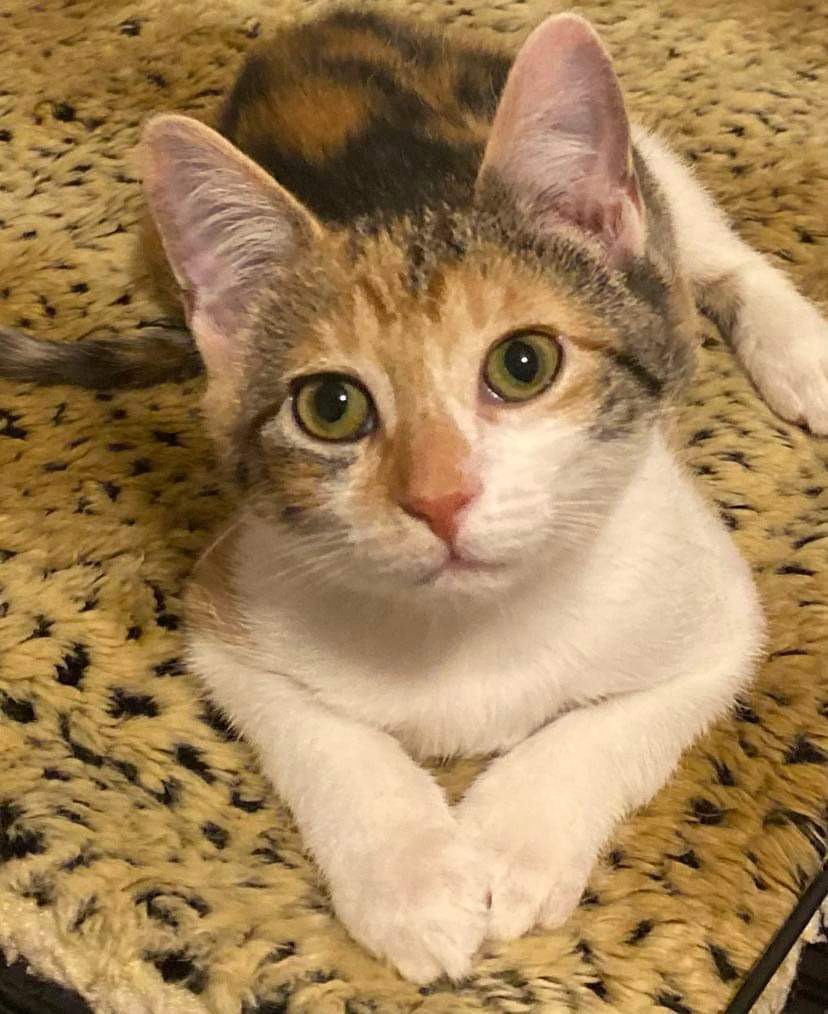 Enlarge Martini, a Adopted Domestic Short Hair in Heath, OH image 3/3