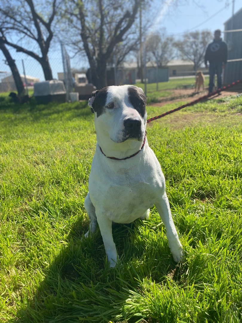 Enlarge Demi, a Adoptable Pit Bull Terrier in Henrietta, TX image 1/6
