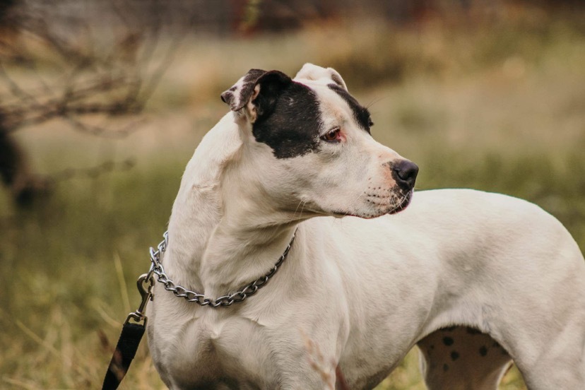 Enlarge Demi, a Adoptable Pit Bull Terrier in Henrietta, TX image 2/6