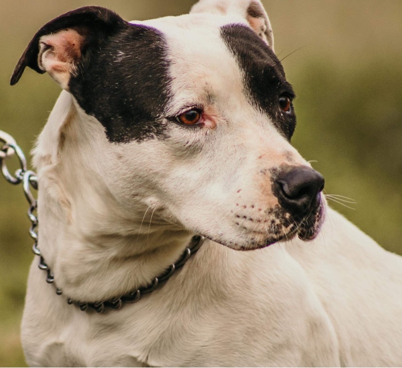 Enlarge Demi, a Adoptable Pit Bull Terrier in Henrietta, TX image 3/6