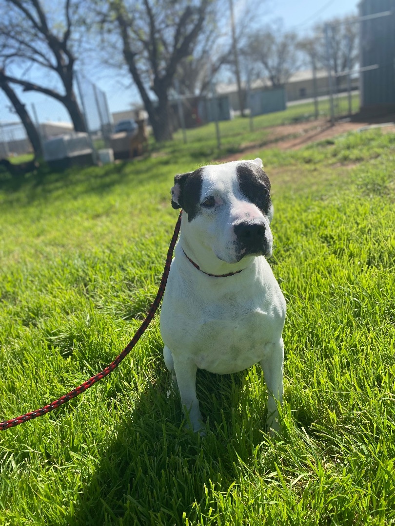 Enlarge Demi, a Adoptable Pit Bull Terrier in Henrietta, TX image 4/6