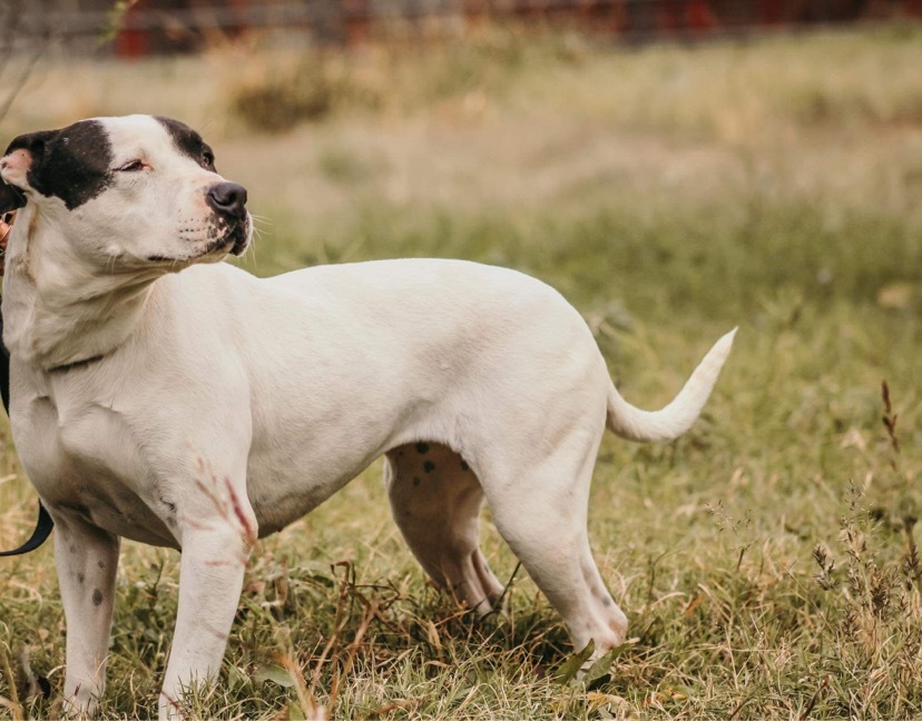 Enlarge Demi, a Adoptable Pit Bull Terrier in Henrietta, TX image 5/6