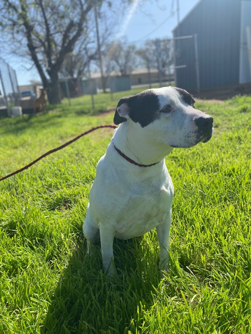 Enlarge Demi, a Adoptable Pit Bull Terrier in Henrietta, TX image 6/6