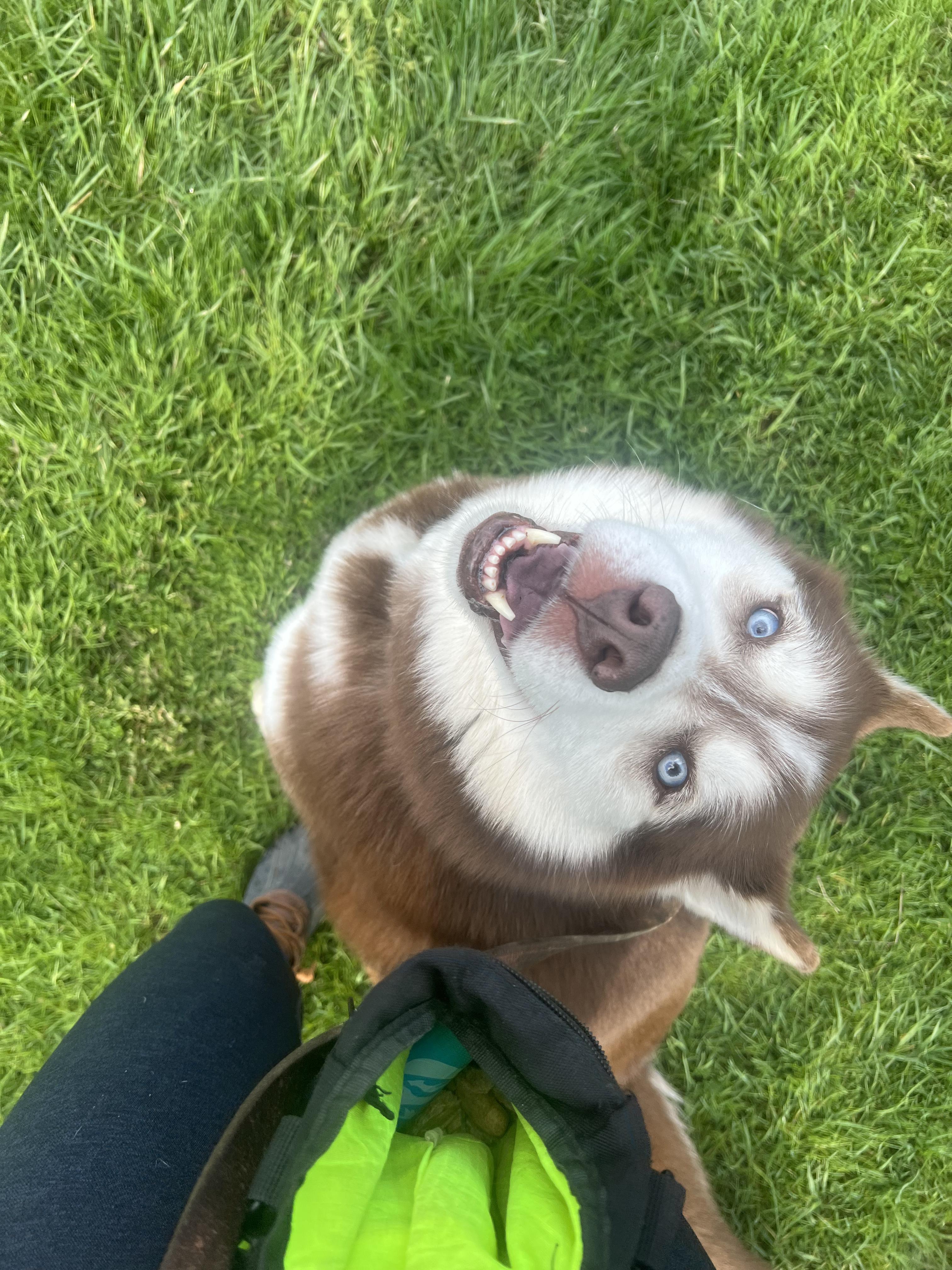 Enlarge Kai, a ADOPTABLE Husky in Elmira, NY image 2/5