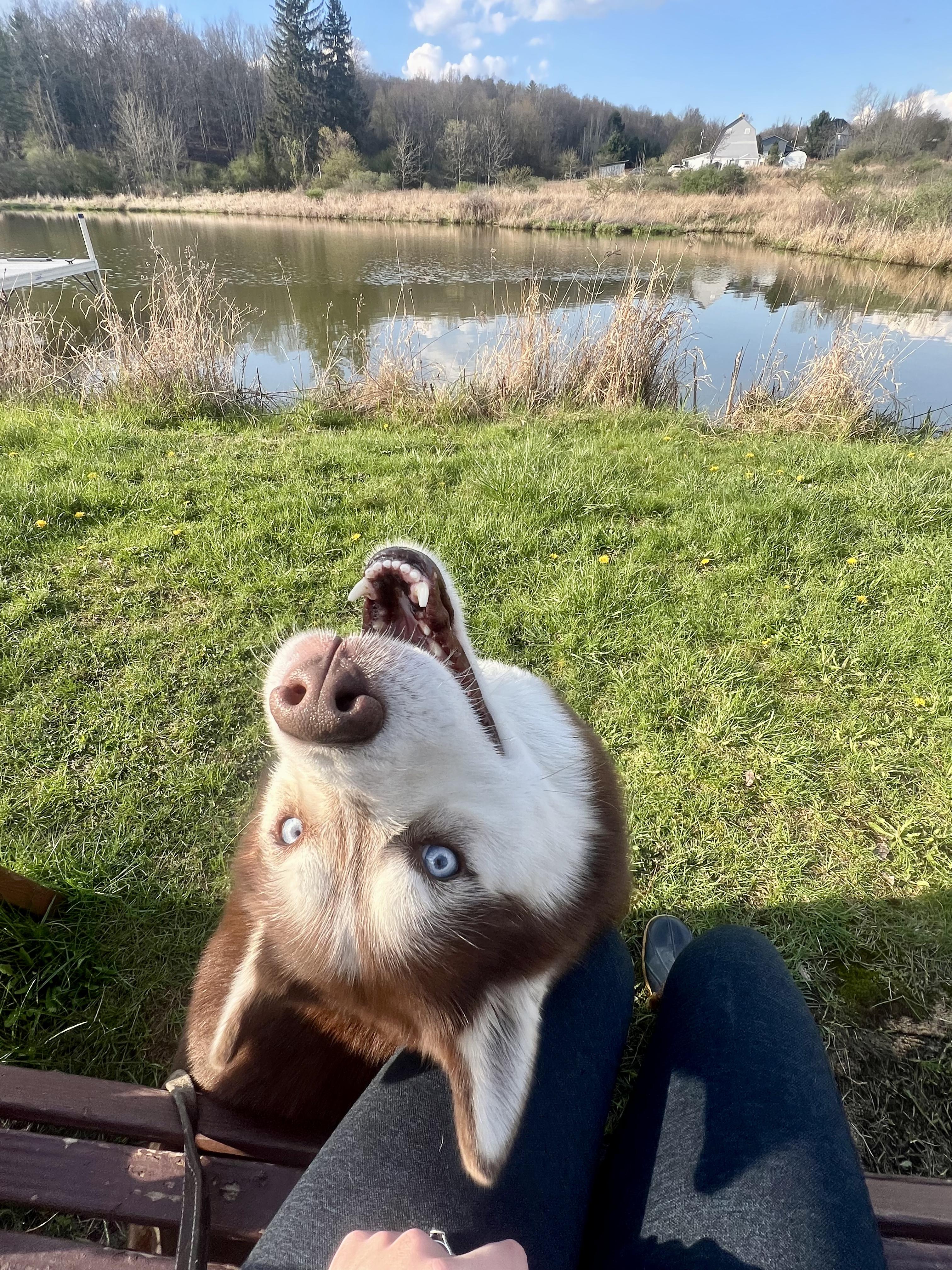 Enlarge Kai, a ADOPTABLE Husky in Elmira, NY image 4/5