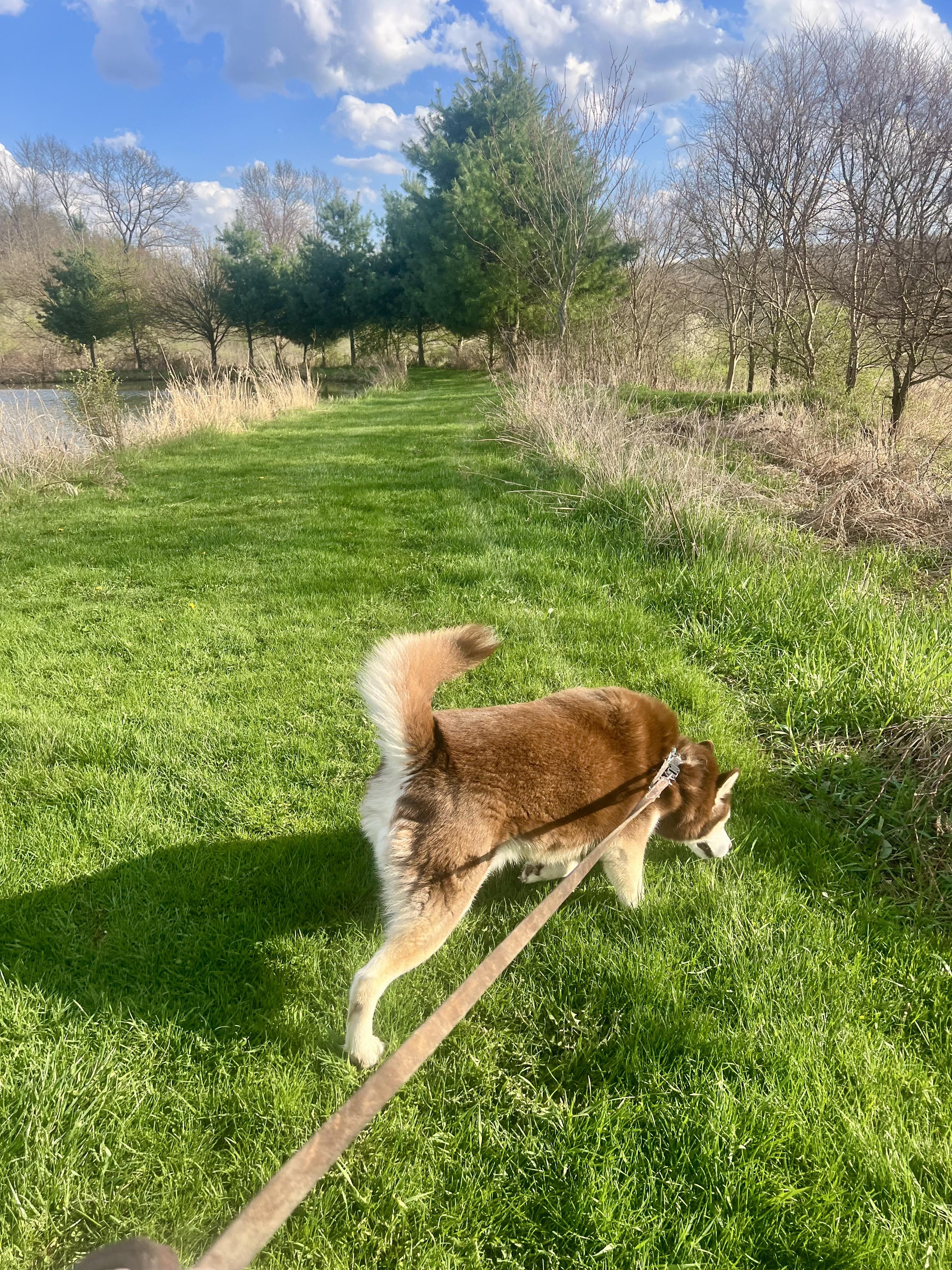 Enlarge Kai, a ADOPTABLE Husky in Elmira, NY image 3/5
