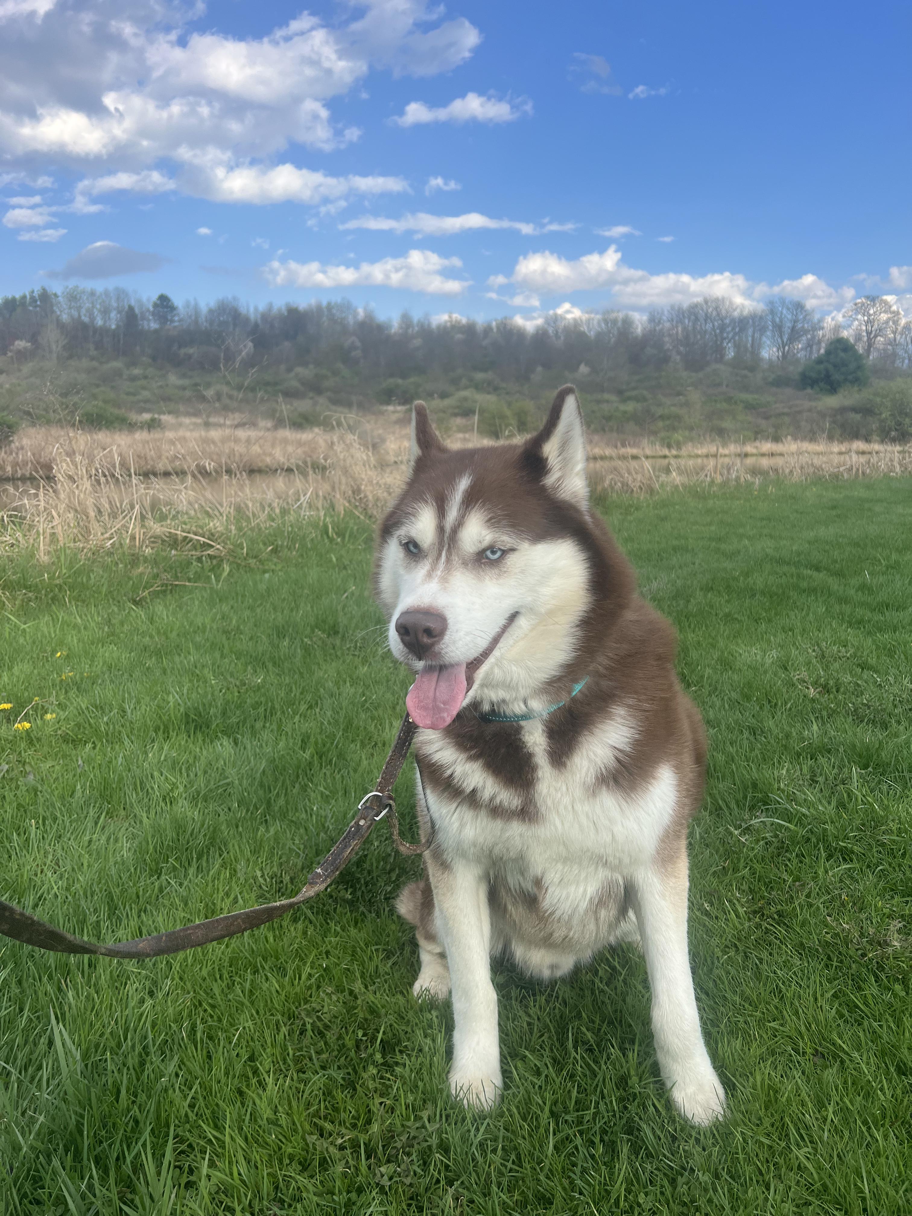 Enlarge Kai, a ADOPTABLE Husky in Elmira, NY image 1/5
