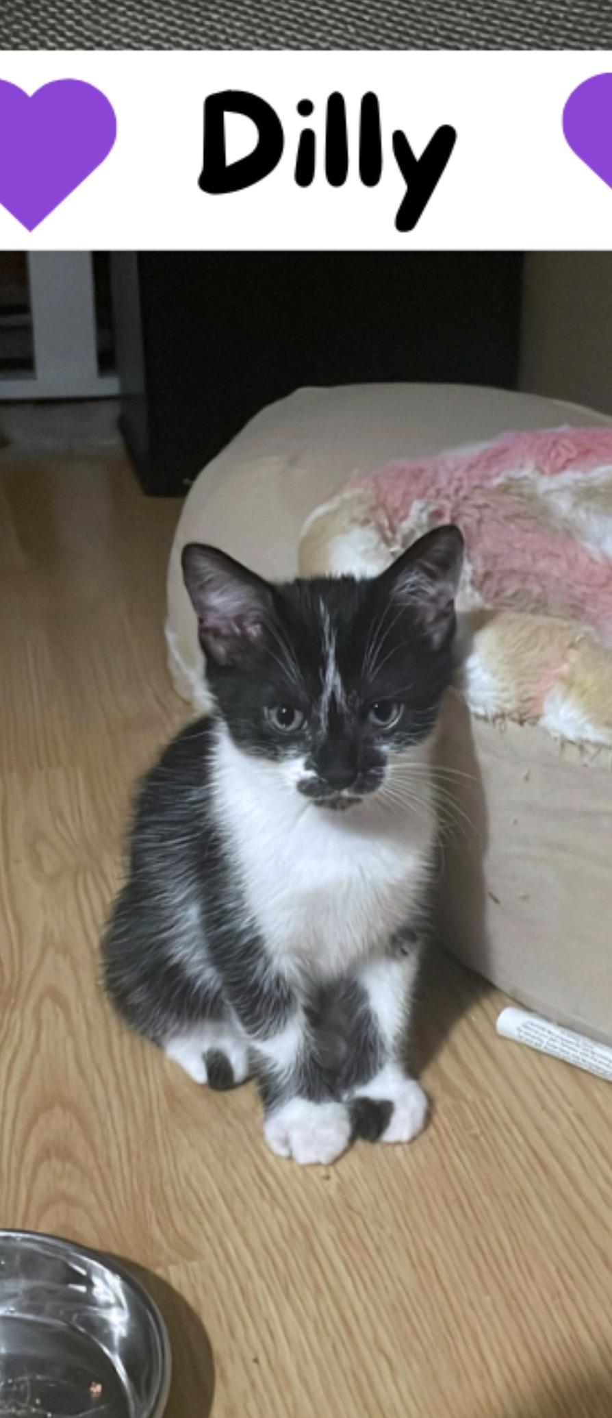 Quesadilla (Dilly), a ADOPTABLE Domestic Short Hair in Morgantown, WV image 1/2