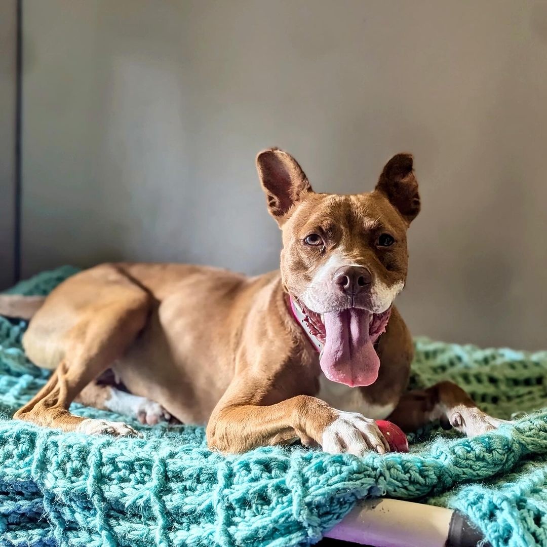 Pawtricia, Adoptable, Adult Female Pit Bull Terrier & American Staffordshire Terrier.