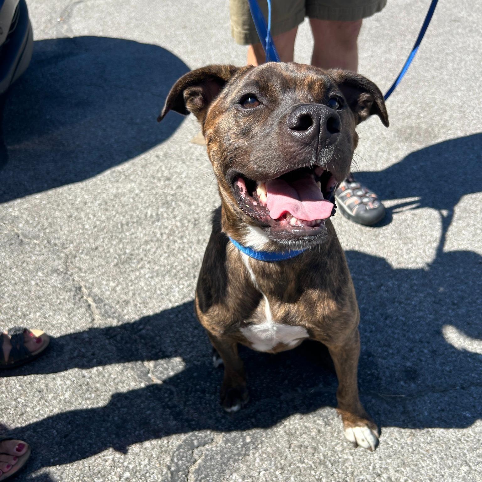 Buddy, Adoptable, Adult Male Pit Bull Terrier.
