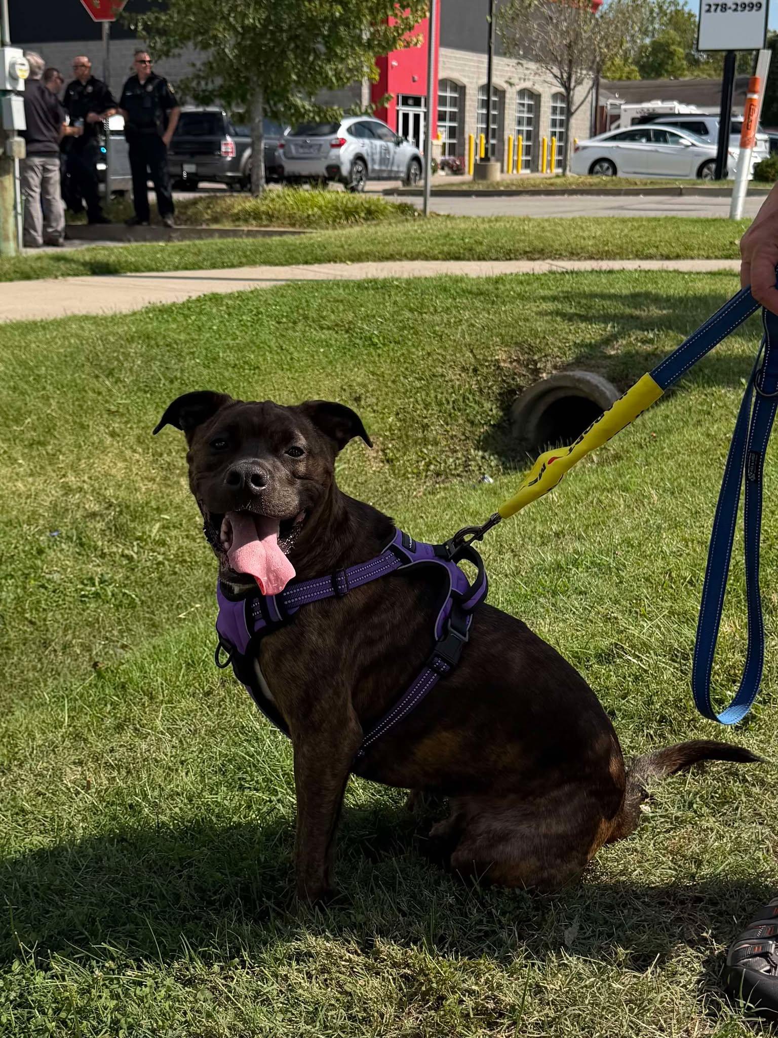 Buddy, a Adoptable Pit Bull Terrier in Lexington, KY image 2/5