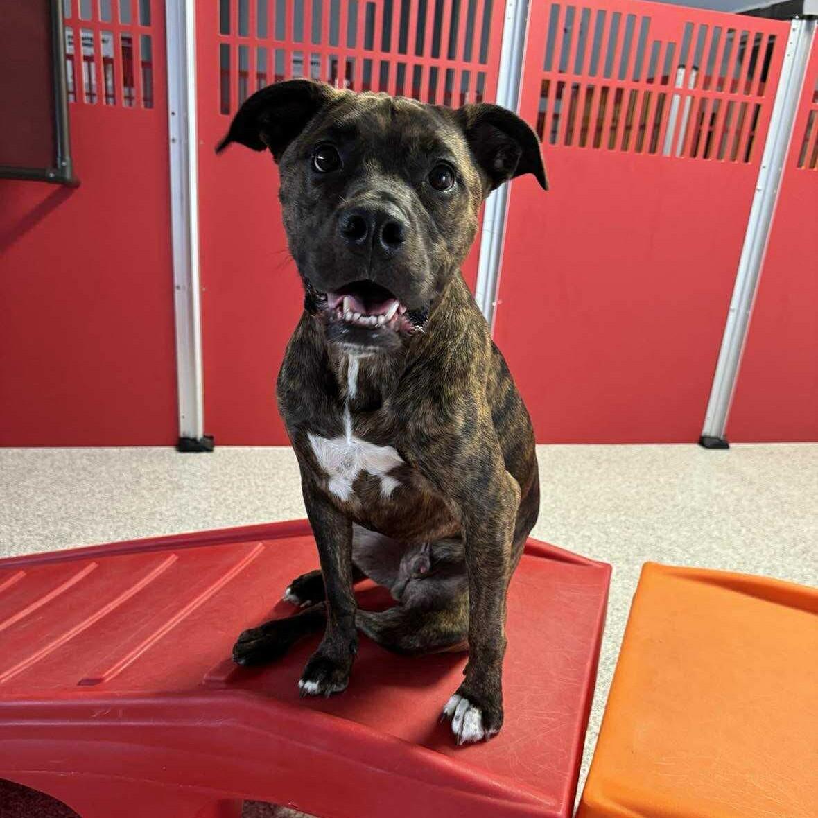 Buddy, a Adoptable Pit Bull Terrier in Lexington, KY image 3/5