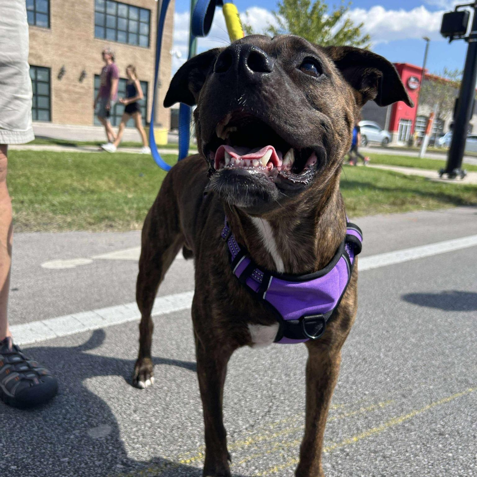 Buddy, a Adoptable Pit Bull Terrier in Lexington, KY image 4/5