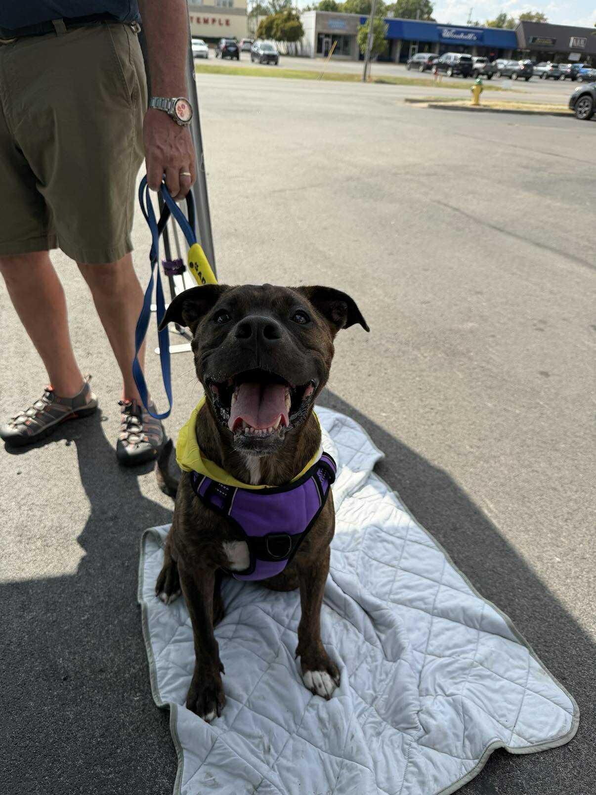 Buddy, a Adoptable Pit Bull Terrier in Lexington, KY image 5/5