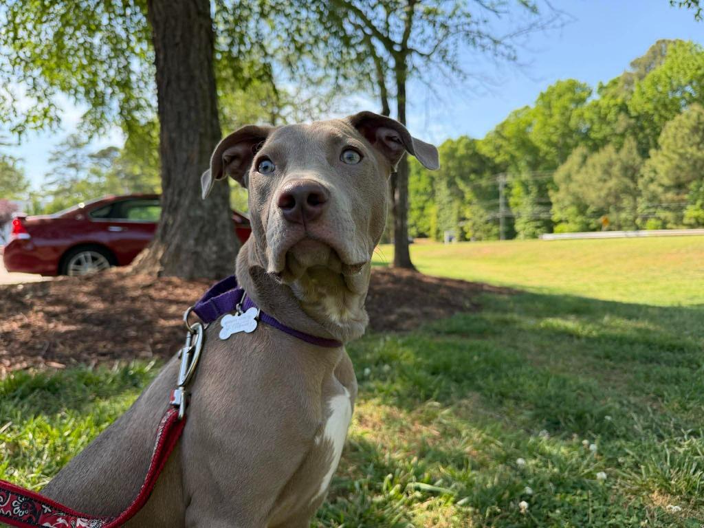 Java, Adoptable, Puppy Female Mixed Breed.