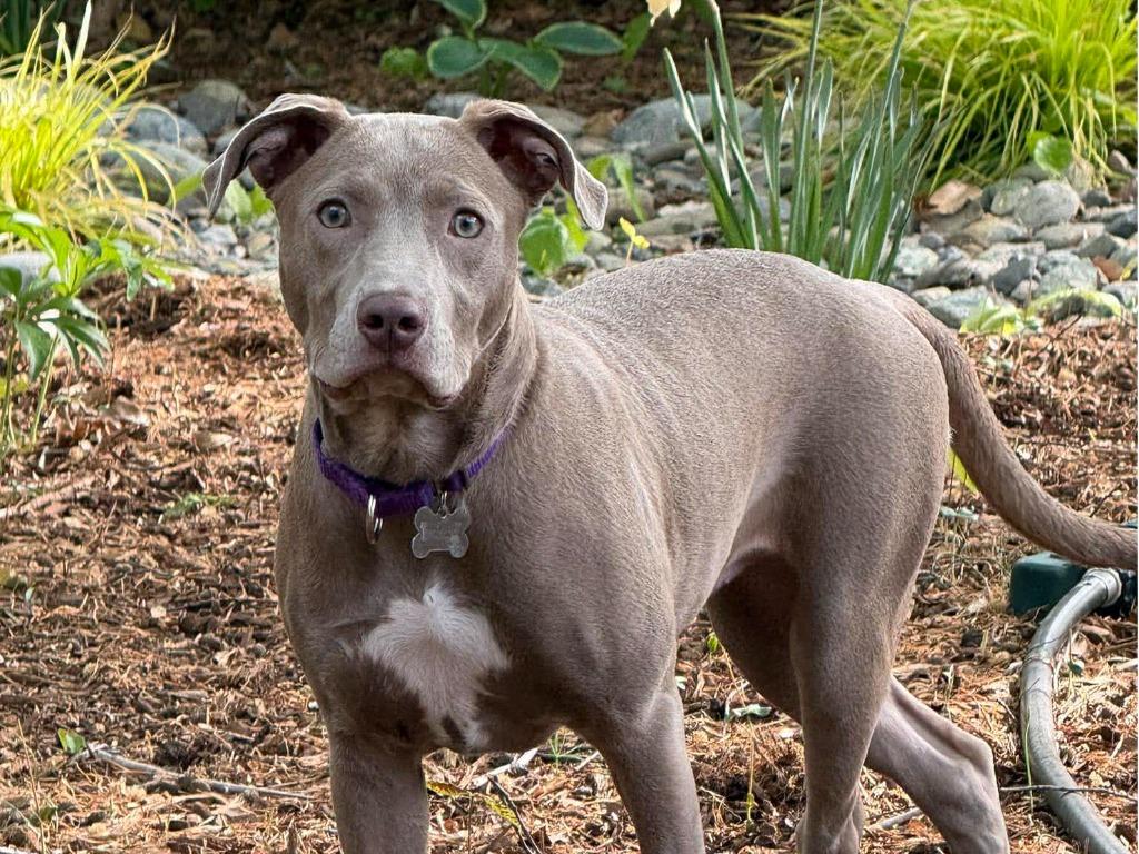 Enlarge Java, a Adoptable mixed breed in Raleigh, NC image 1/6