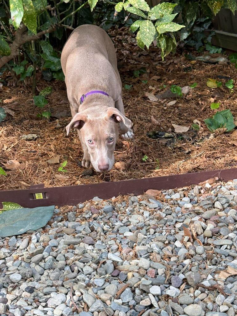 Enlarge Java, a Adoptable mixed breed in Raleigh, NC image 2/6