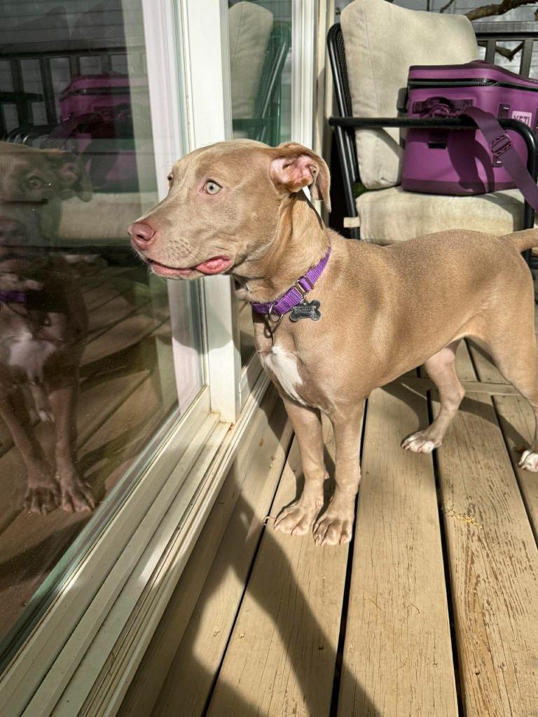 Enlarge Java, a Adoptable mixed breed in Raleigh, NC image 3/6